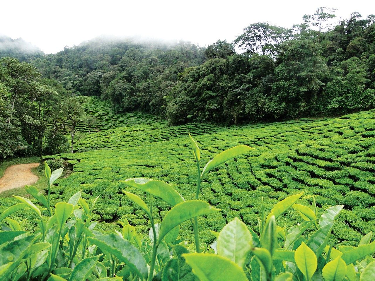 Teegarten im kolumbianischen Regenwald