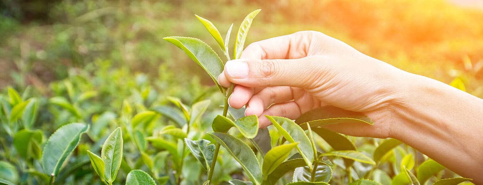 Hand holds tea plant